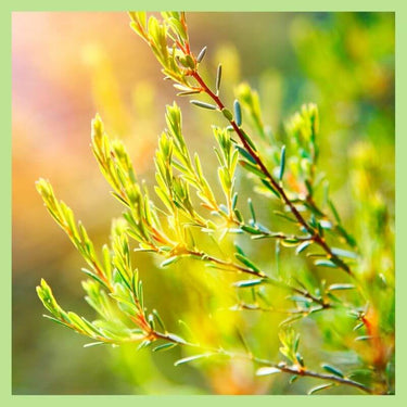 Tea Tree